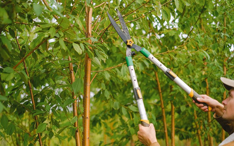 Tree trimming in Riverdale, ND